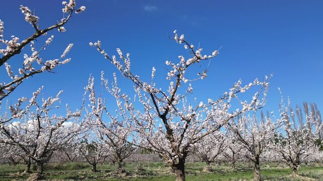 Drone aerial view of a large blooming apricot orchard on a beautiful sunny spring day, showing endless rows of flowering fruit trees under a clear blue sky in the countryside.