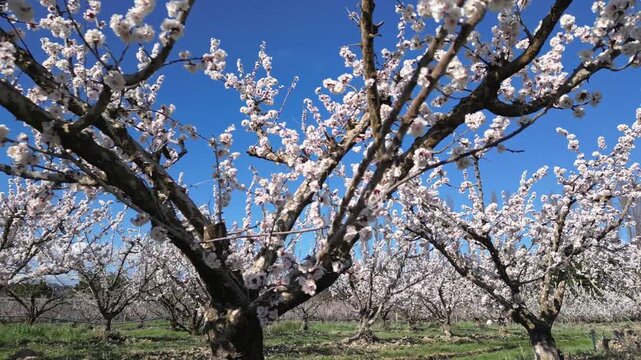 Drone aerial view of a large blooming apricot orchard on a beautiful sunny spring day, showing endless rows of flowering fruit trees under a clear blue sky in the countryside.