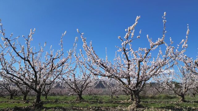 Drone aerial view of a large blooming apricot orchard on a beautiful sunny spring day, showing endless rows of flowering fruit trees under a clear blue sky in the countryside.
