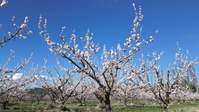 Drone aerial view of a large blooming apricot orchard on a beautiful sunny spring day, showing endless rows of flowering fruit trees under a clear blue sky in the countryside.