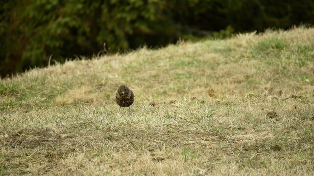 Cute ring ouzel Turdus torquatus blackbird common bird peacefully eating searching food female standing looking observing territorial wildlife green grass breeding area enjoying the nature mountain