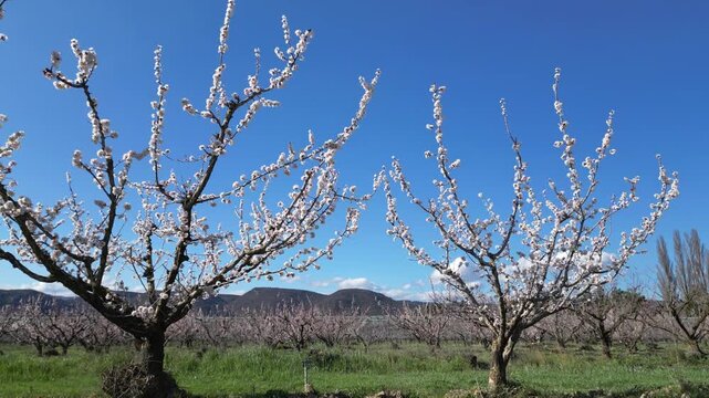Drone aerial view of a large blooming apricot orchard on a beautiful sunny spring day, showing endless rows of flowering fruit trees under a clear blue sky in the countryside.