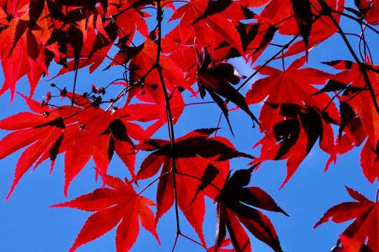Red leaves of a Japanese maple (Acer palmated) under a blue sky.