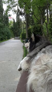 Husky dog ​​resting in the park while people are jogging