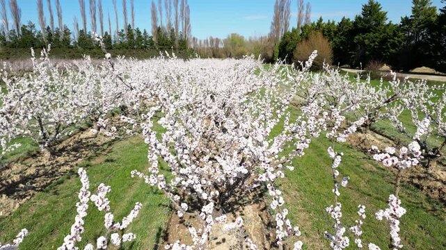 Cinematic drone flyover above a vast apricot orchard in full bloom during a bright sunny spring day, capturing endless flowering trees and beautiful rural countryside landscape.