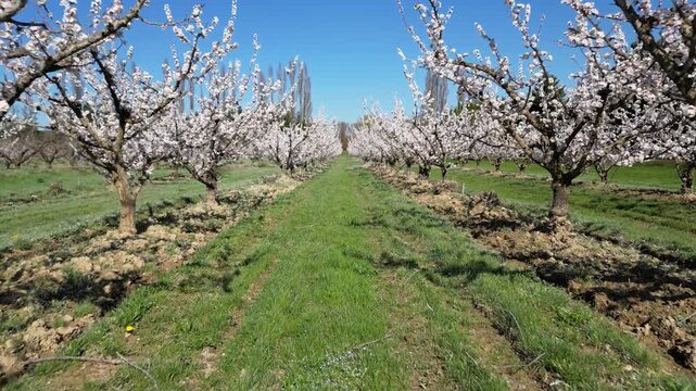 Cinematic drone flyover above a vast apricot orchard in full bloom during a bright sunny spring day, capturing endless flowering trees and beautiful rural countryside landscape.