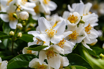 Fototapeta premium Flowers bloom in a garden showing bright white petals and yellow centers during a sunny day in spring