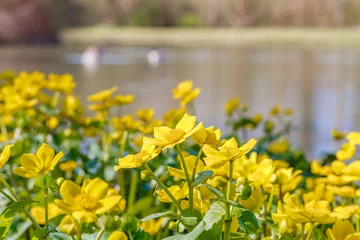 Fototapeten Orange Bright yellow flowers bloom by a calm river on a sunny day in spring  © Fleuronica