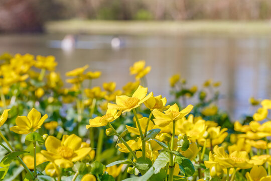 Bright yellow flowers bloom by a calm river on a sunny day in spring