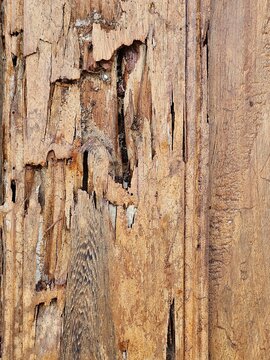 Texture of damaged wood that is attacked, damaged, and eaten by termites, termite paths, termite nests, termite houses.