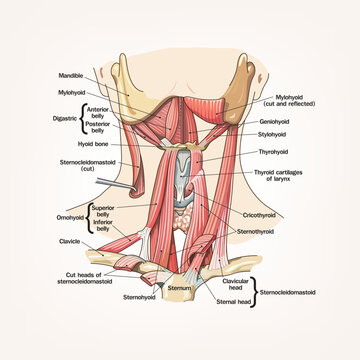 Detailed anatomical illustration of anterior neck muscles and structures, including hyoid, larynx, and suprahyoid and infrahyoid muscles, labeled for medical and educational use.