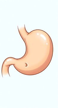 Human stomach anatomy illustration.