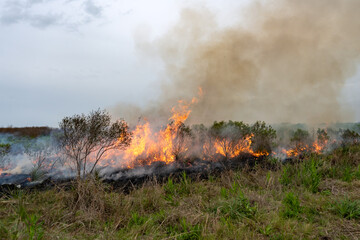 Fototapeta premium Large wildfire flames and thick smoke spreading through dry forest vegetation and scrubland