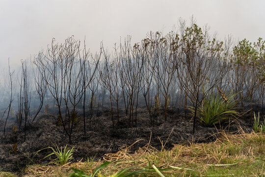 Burnt trees and scorched earth after forest fire with smoke and green grass contrast