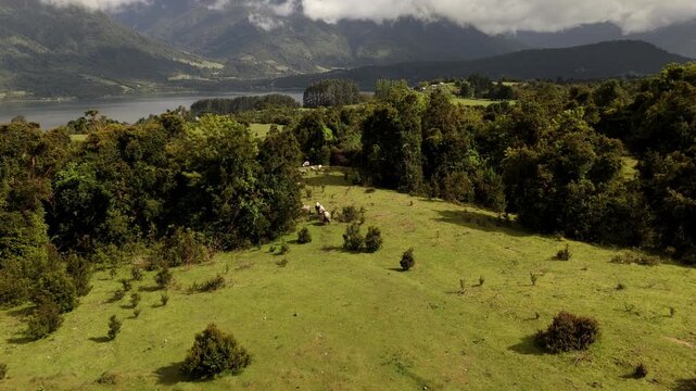 Cinematic Perspective of Side-Tracking Drone Flight Over Forest and Sheep Pasture