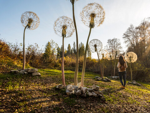 Woman exploring giant dandelion sculptures on a grassy hill with autumn trees under a clear sky at Respiro degli alberi path, Lavarone, Paganella, Trentino, Italy.