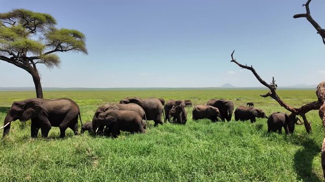 Afrikanische Elefanten im Tarangire Nationalpark in Tansania
