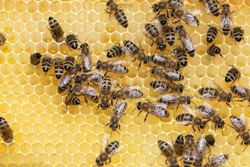 Bienen laufen auf Honigwabe umher © scaleworker