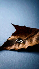 Fototapeta premium single water drop on dried brown leaf