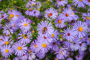 Fototapeta premium Flowering plants bloom with bees collecting pollen in a garden during the daytime