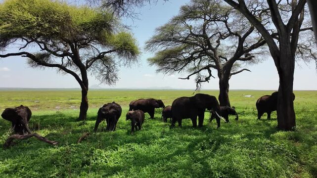 Afrikanische Elefanten im Tarangire Nationalpark in Tansania