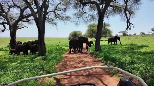 Afrikanische Elefanten im Tarangire Nationalpark in Tansania