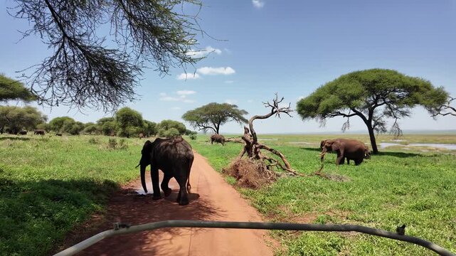 Afrikanische Elefanten im Tarangire Nationalpark in Tansania