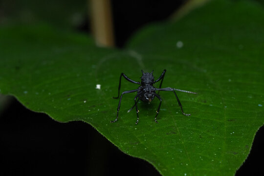 Macro shot of Spiny Ant (Polyrhachis armata) on a green leaf