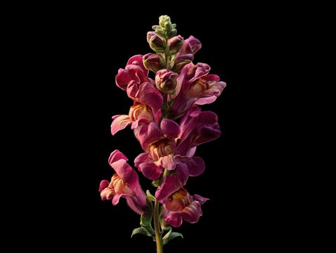 A detailed profile of a Antirrhinum majus spire, with its flowers opening in sequence, on a clean, isolated studio background