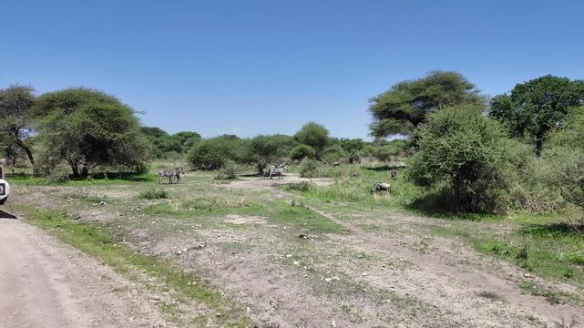 Zebras im Tarangire Nationalpark in Tansania