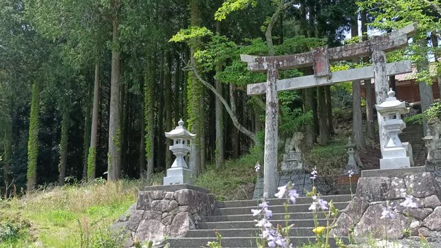 Ancient Stone Torii Gate and Lanterns in Cedar Forest Shrine of Rural Japan