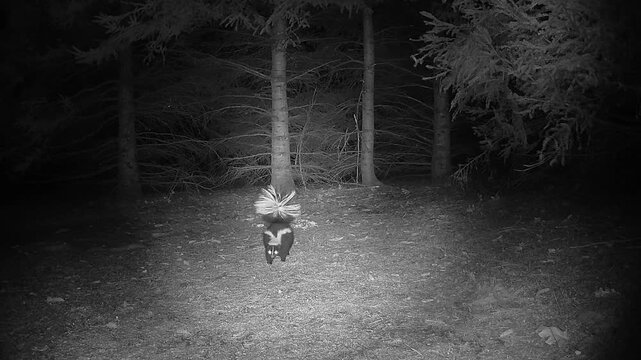 Nocturnal wildlife behavior: a solitary striped skunk explores its woodland habitat under the cover of darkness. Infrared lighting reveals natural movement and solitude in the wild.
