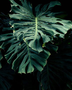 Tropical Monstera leaves texture, Lush foliage pattern with deep teal tones and elegant dark background.