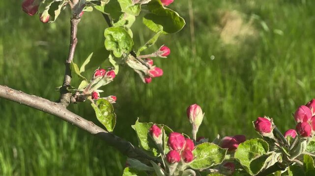 Apple tree buds in spring, close up with soft sunlight and green background