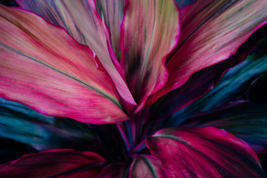Vibrant of colorful leaves, Tropical foliage with magenta and deep teal tones on a dark background.