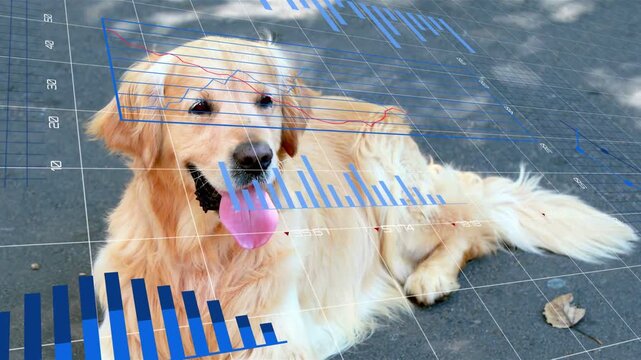 Golden retriever lying on path nodding head opening mouth as blue HUD charts sweeping, showing data