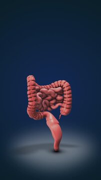 Human digestive system medical animation