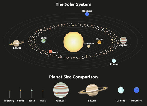 Solar system infographic with planet orbits, asteroid belt and size comparison. Educational astronomy chart showing Mercury, Venus, Earth, Mars, Jupiter, Saturn, Uranus and Neptune