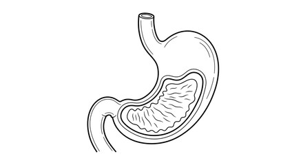 Fototapeta premium Human stomach anatomy digestive system.