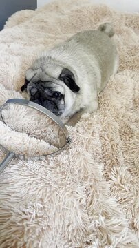 Funny pug dog barking at mirror and playing on bed at home video