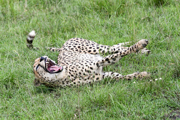 Cheetah rolling on back in green grass with mouth wide open in Masai Mara, Kenya. © Dmatneck