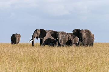 Obraz premium African elephant herd walking through tall grass, Masai Mara, Kenya