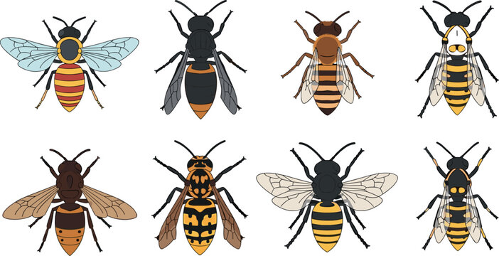 Detailed set of various bees and wasps vector illustrations isolated on white background, realistic insect collection for scientific and design use