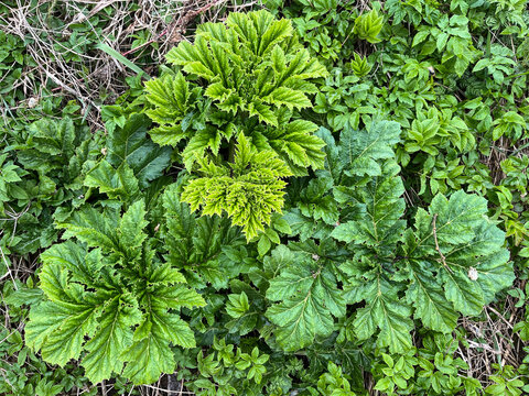 Sosnovsky hogweed (Latin: Heraculum sosnowskyi). Young shoots of hogweed in spring.