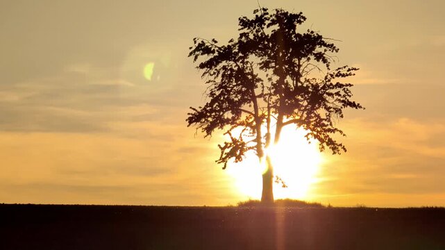 Silhouette of a solitary tree against a vibrant sunset, showcasing gradual light changes and atmospheric hues in a serene landscape setting. Golden hour b-roll.