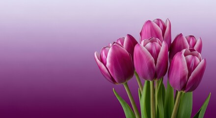 Fototapeta premium Vibrant purple tulips in soft gradient background, flowers