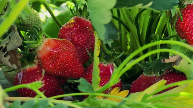 Fresh red strawberries nestled among green leaves in a vibrant garden setting, showcasing their ripeness and natural beauty in a close-up view