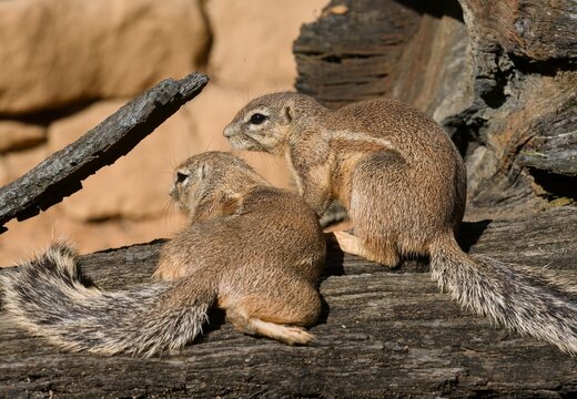 Cape ground squirrel	