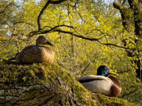 Ducks Resting On Tree with Pond at Background