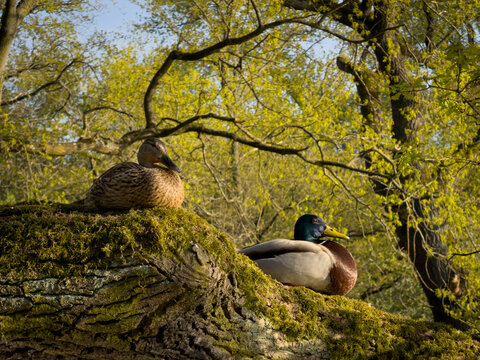 Ducks Resting On Tree with Pond at Background